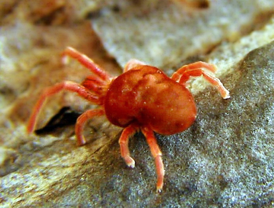 malý nepríjemný roztoč