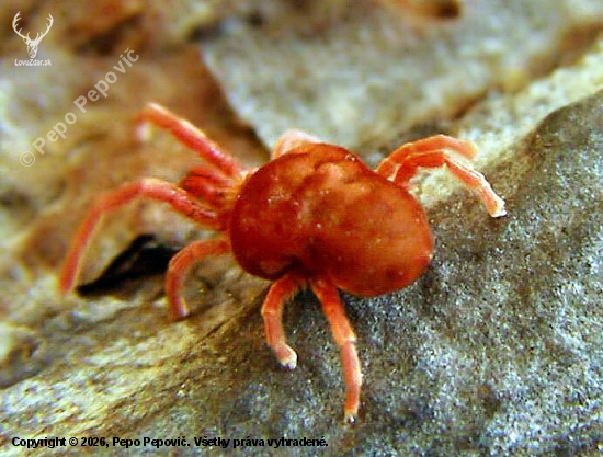 malý nepríjemný roztoč