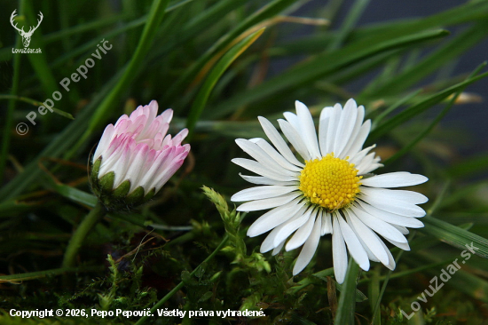 sedmokráska obyčajná