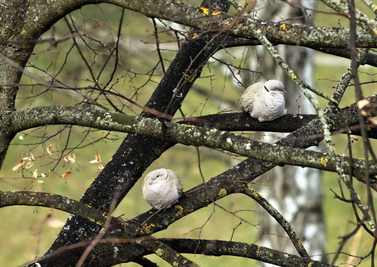 Hrdlička záhradná