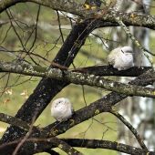 Hrdlička záhradná