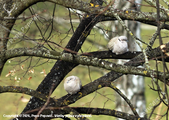 Hrdlička záhradná