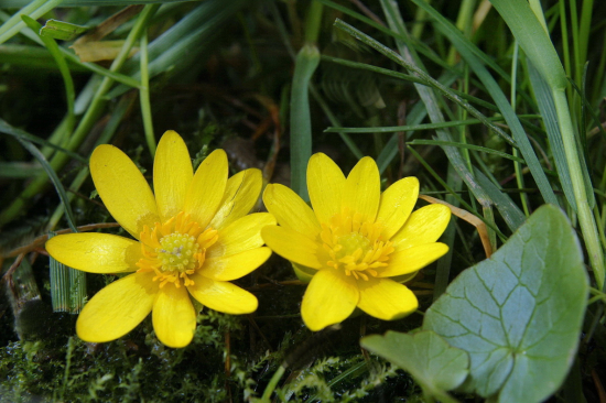 blyskáč cibuľkatý