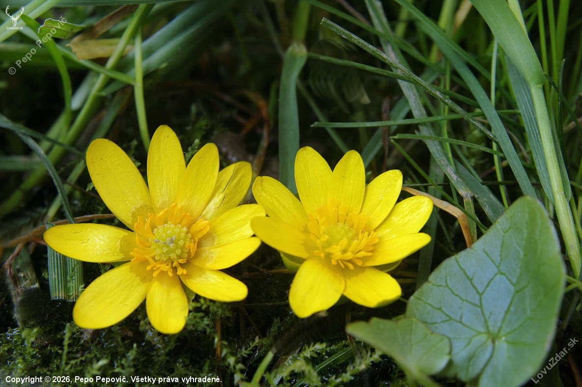 blyskáč cibuľkatý