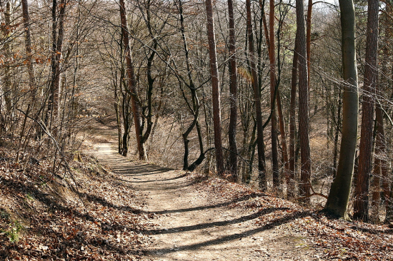 lesnou cestičkou