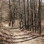lesnou cestičkou