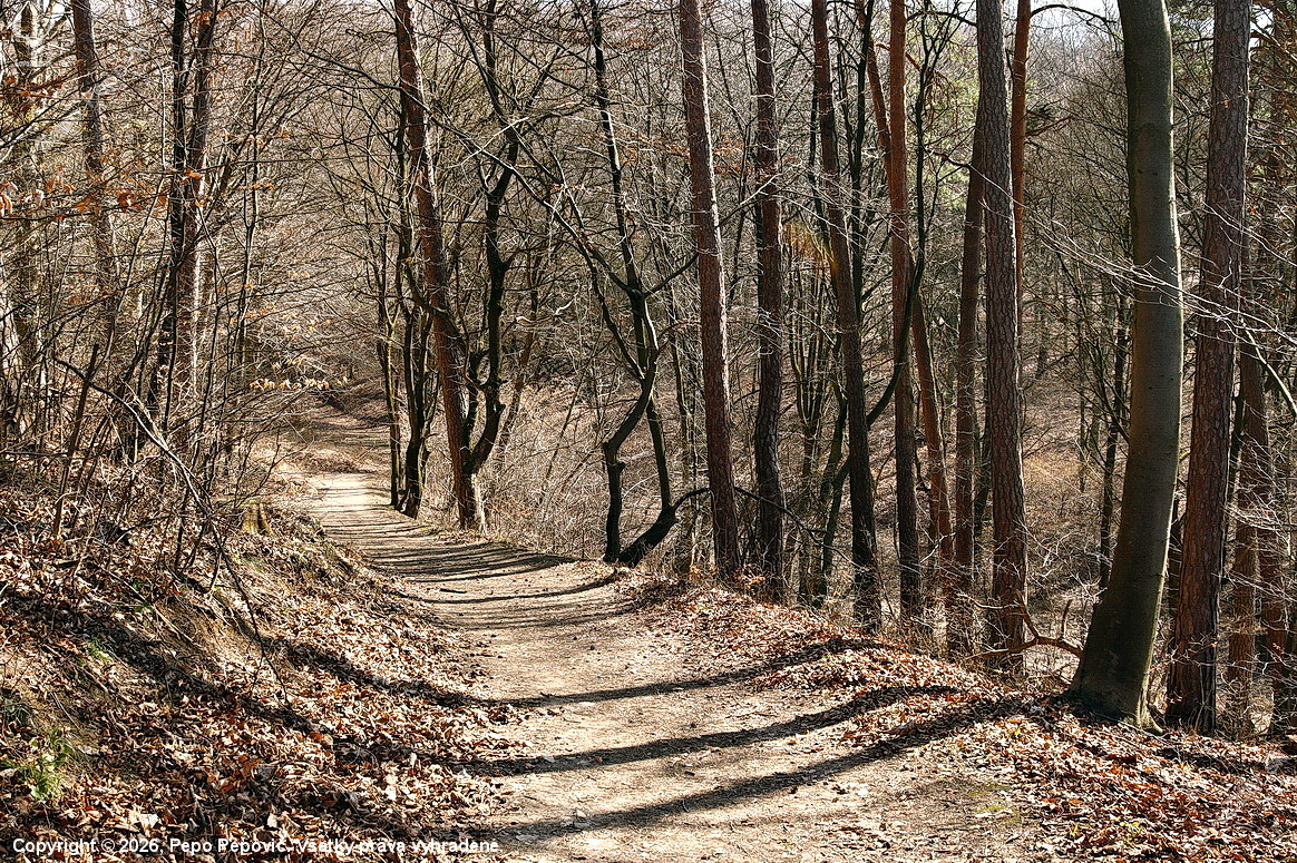 lesnou cestičkou
