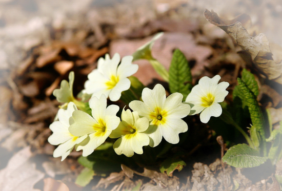 prvosienka bezbyľová