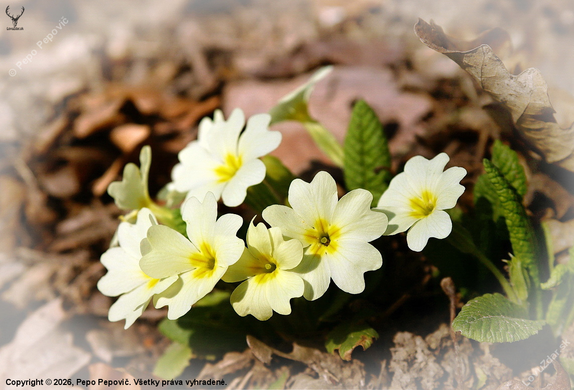 prvosienka bezbyľová
