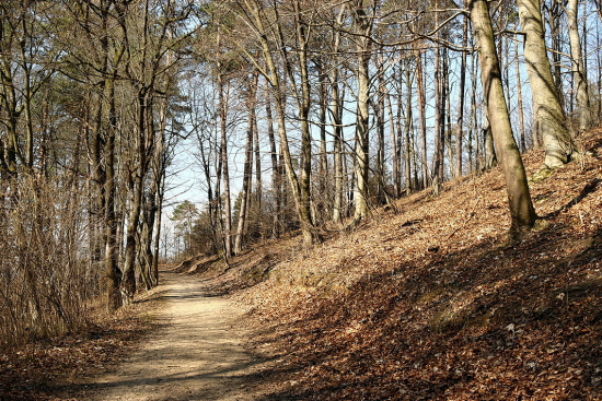 marec , lesnou cestičkou