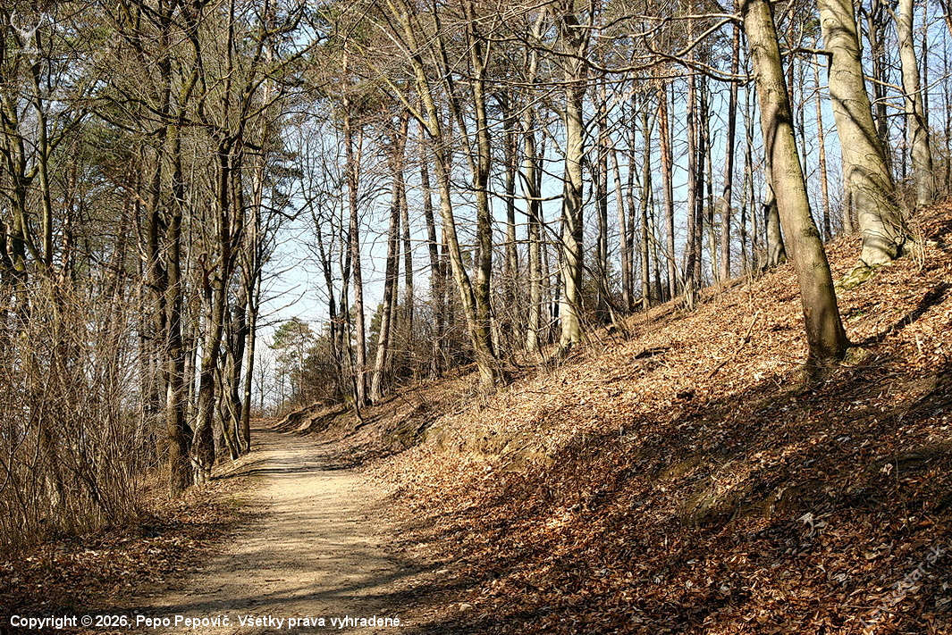 marec , lesnou cestičkou