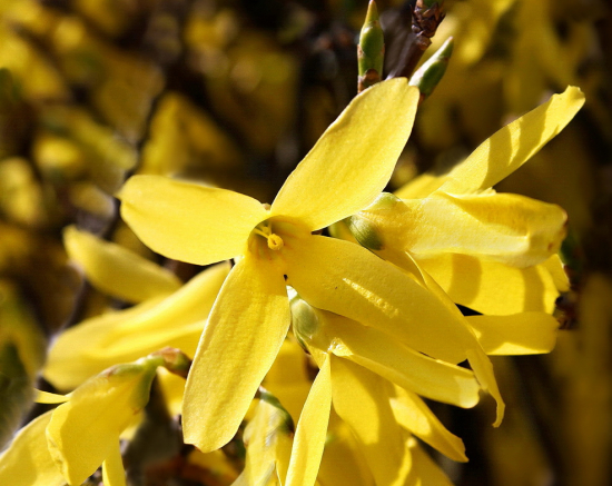 zlatovka /zlatý dážď/