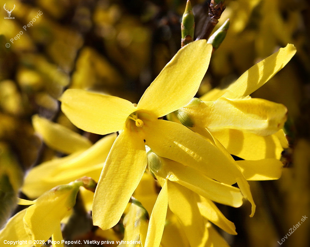 zlatovka /zlatý dážď/