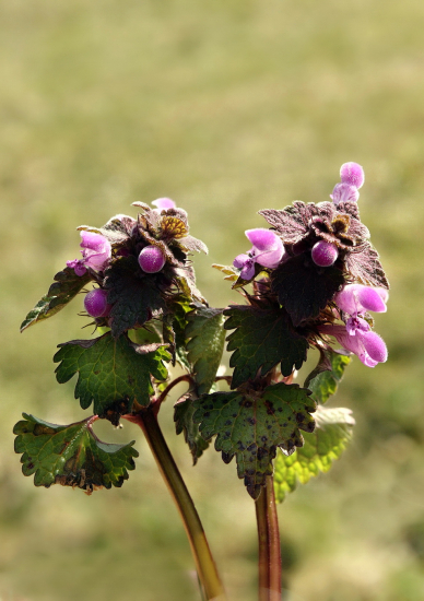 hluchavka purpurová