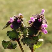 hluchavka purpurová