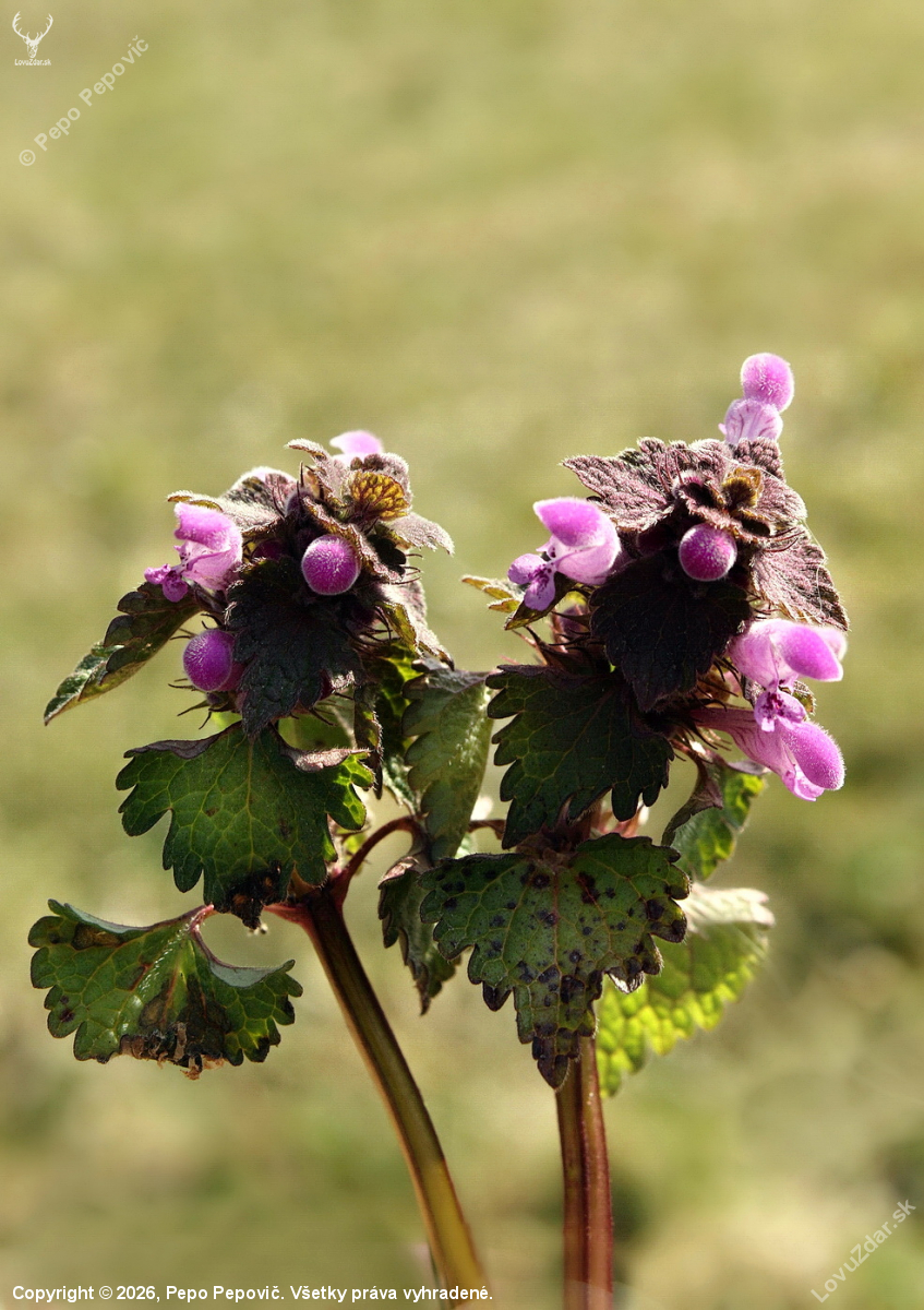 hluchavka purpurová