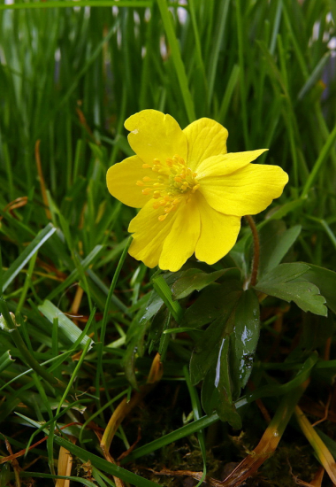 veternica iskerniková