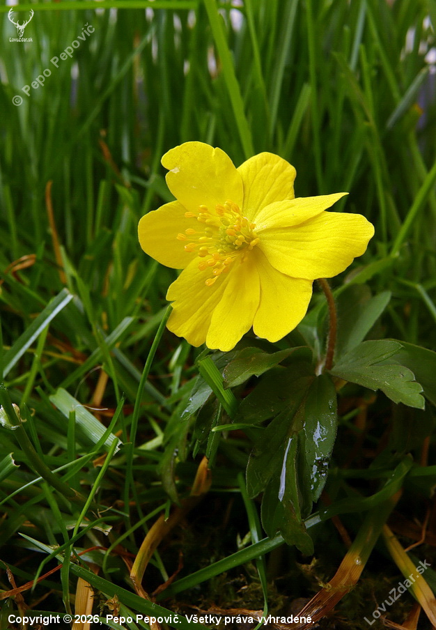 veternica iskerniková