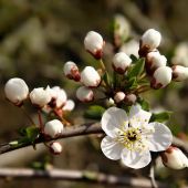 slivka mirabelka-Prunus insititia Jusl.
