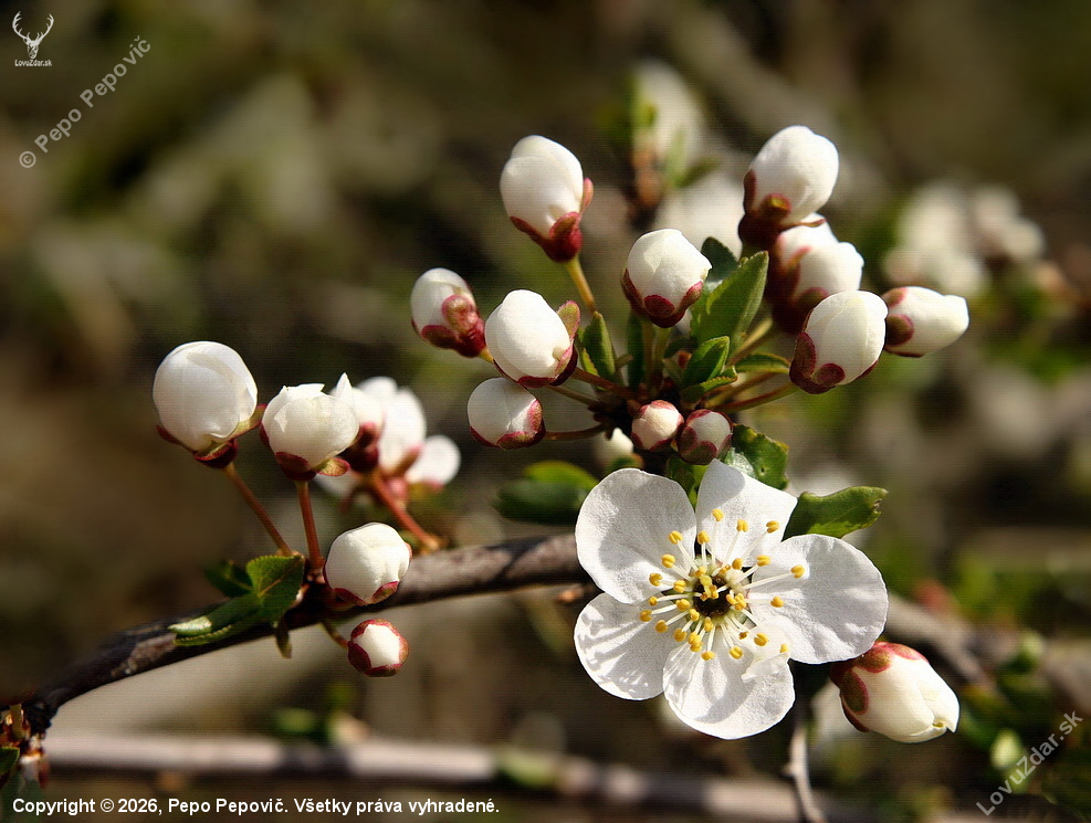 slivka mirabelka-Prunus insititia Jusl.