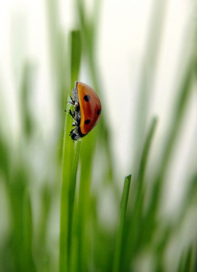 lienka sedembodková