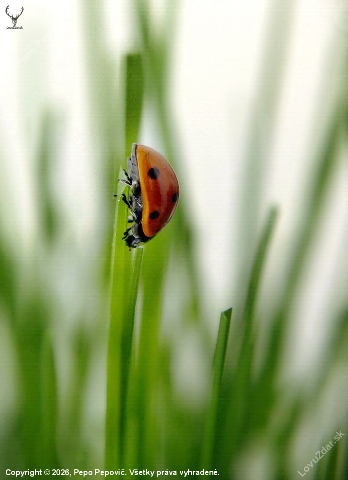 lienka sedembodková