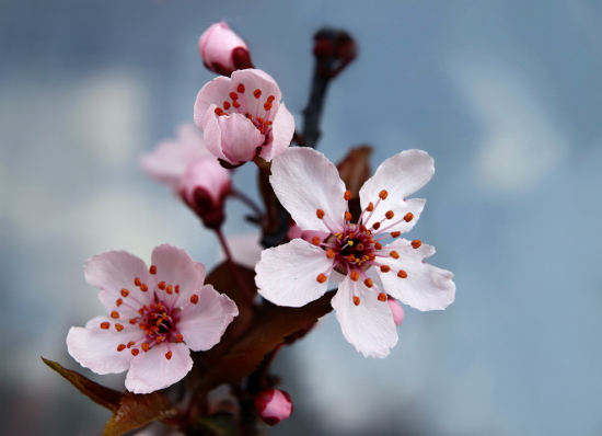 slivka čerešňoplodá..Prunus cerasifera