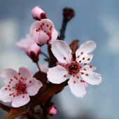 slivka čerešňoplodá..Prunus cerasifera