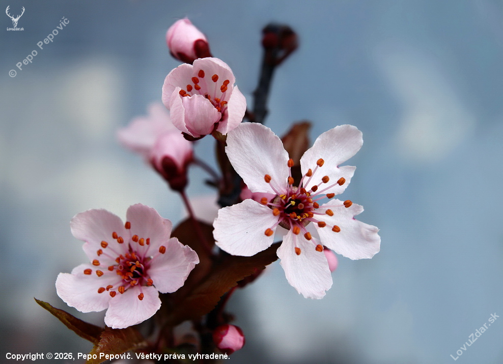 slivka čerešňoplodá..Prunus cerasifera