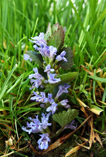 zádušník brečtanovitý