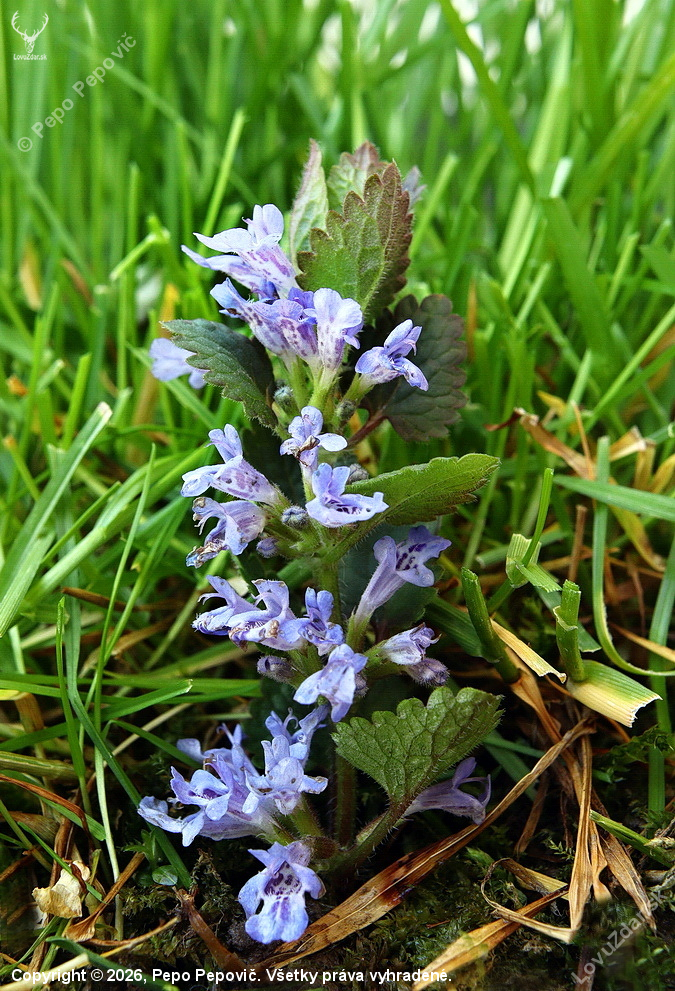 zádušník brečtanovitý