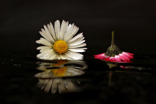 sedmokráska obyčajná