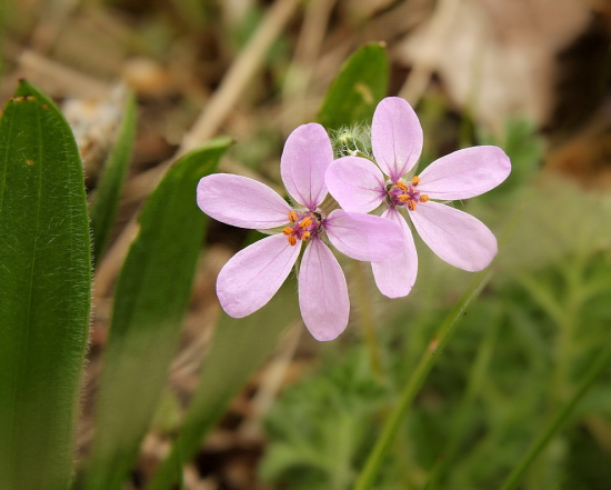 bociannik rozpukovitý