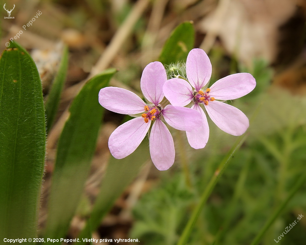 bociannik rozpukovitý