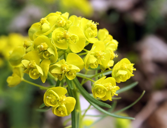 mliečnik chvojkový