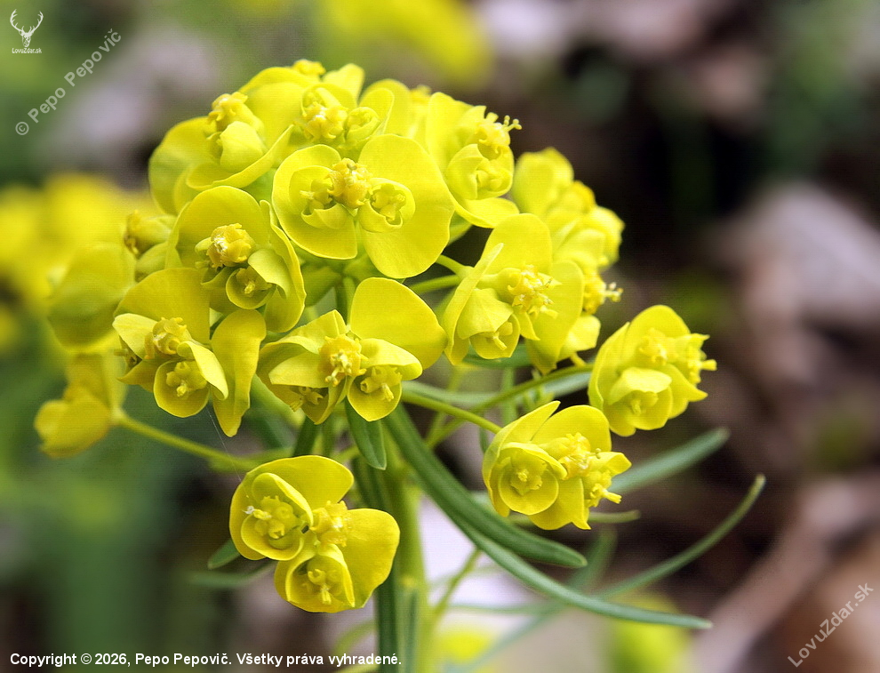 mliečnik chvojkový