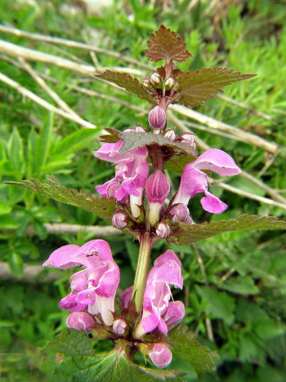 hluchavka škvrnitá