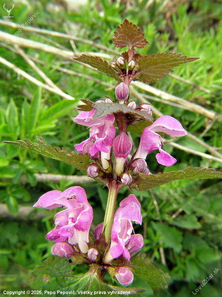 hluchavka škvrnitá