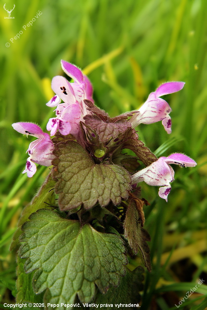 hluchavka purpurová