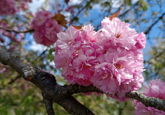 Sakura...Prunus serrulata