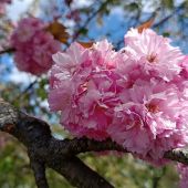 Sakura...Prunus serrulata