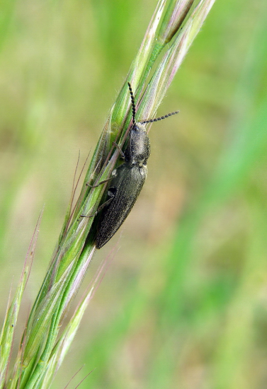 kováčik../Cidnopus pilosus /