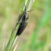 kováčik../Cidnopus pilosus /