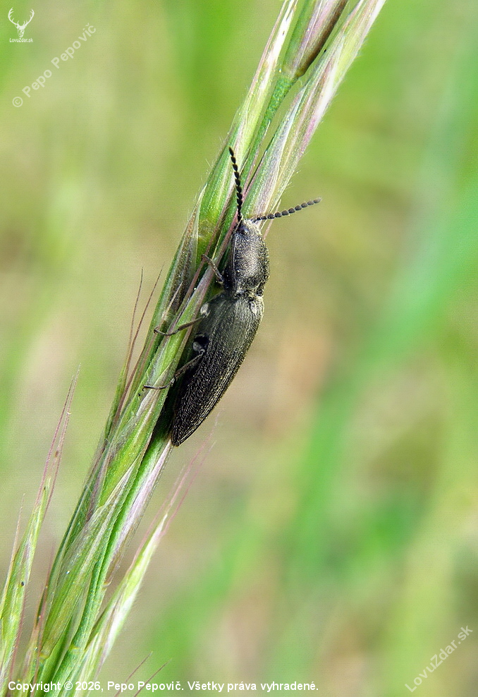 kováčik../Cidnopus pilosus /