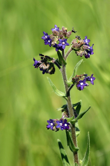 smohla lekárska