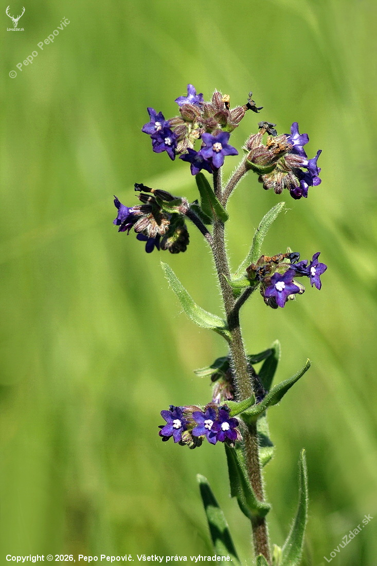smohla lekárska