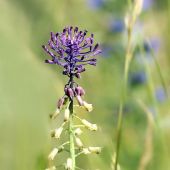 leopoldia chochlatá