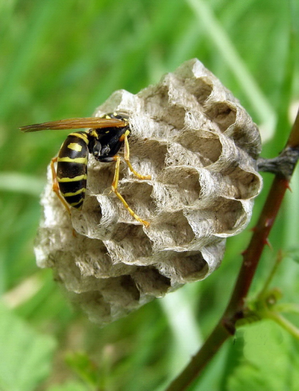 kontrola plastu