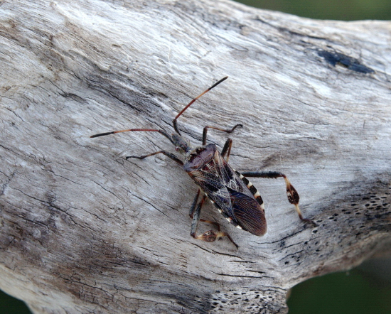 obrubnica americka
