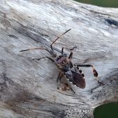 obrubnica americka